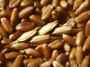 Украина может выйти на второе место по экспорту зерновых в мире