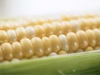 Япония купила у Украины 800 тысяч тонн кукурузы