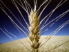 В Украине экспорт зерна по итогам первого полугодия 2011-2012 МГ составил 9,4 млн т