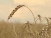 Нацбанк предоставит сельхозпроизводителям кредит на закупку зерна под 6,9% годовых