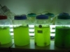 Создан фотоэлемент из водорослей, который работает даже ночью