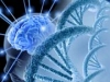 Гены миног дадут человеку возможность восстанавливать спинной мозг