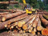 Украина проверит факты о незаконной вырубке деревьев в Карпатах для IKEA