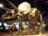 В Париже на аукционе продали два скелета динозавров за 2,2 млн долл