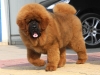 Китайский миллионер стал хозяином самого дорогого пса в мире