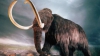 Позвонки мамонтов подтвердили их генетическое вырождение - палеонтологи