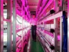 Как Panasonic выращивает хайтек-овощи в Сингапуре