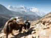 Китай отнимает Непал у Индии