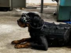 В США тестируют очки дополненной реальности для армейских собак
